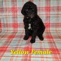 Nova - Brown female Poodle puppy in Woodbury, Pennsylvania from Zimmerman's Poodles