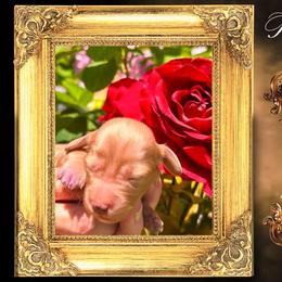 Queen Elizabeth - Cream female Dachshund puppy in Splendora, Texas from Ram’s Kennels