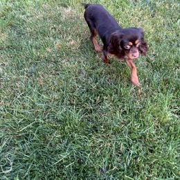 Cavalier King Charles Spaniel and Golden Retriever All Grown Up from Green Acres Nextgen