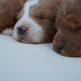 Goldendoodle Puppies from Henriquez Puppies