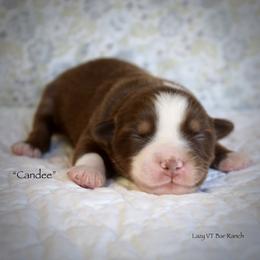 Candle - Red tri female Miniature Australian Shepherd puppy in Evant, Texas from Lazy VT Bar Ranch