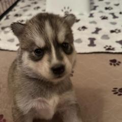 Nebula - Gray and white female Siberian Husky puppy in Upton, Massachusetts from Toe Bean Huskies