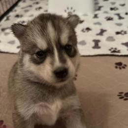Nebula - Gray and white female Siberian Husky puppy in Upton, Massachusetts from Toe Bean Huskies