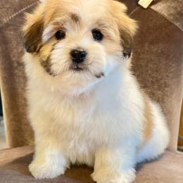 Mochi - Tri-color female Coton de Tulear puppy in Palm Desert, California from Cotoncutie