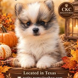 Rowan - Cream sable parti male Pomeranian puppy in Gun Barrel City, Texas from Petite Poms