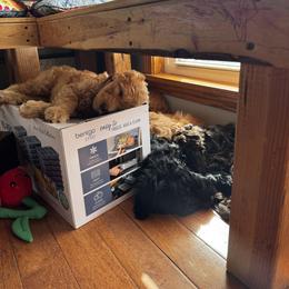Goldendoodle Puppies from Dani’s Doodles