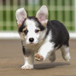 PINK Girl - Black and tan female Pembroke Welsh Corgi puppy in Acampo, California from Rees Corgis