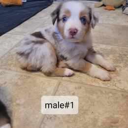 Harry - Red merle male Miniature Australian Shepherd puppy in Independence, Kansas from Rutland Aussies