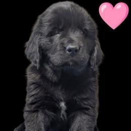 Black Newfoundland Female Pink Collar - Black female Newfoundland puppy in Burfordville, Missouri from Umfleet Farms