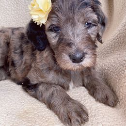 Goldendoodle Puppies from Luneckas Litters