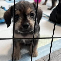 Companion Cross, Dachshund, and Miniature Schnauzer Puppies from Sheri Lauritsen