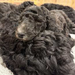 Poodle Puppies from Fluffy Poodles