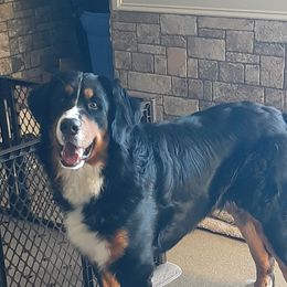 Bear - Bernese Mountain Dog