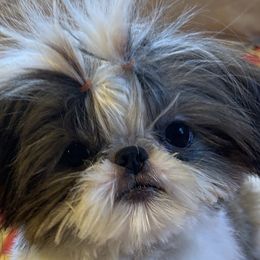 Jude - Shih Tzu