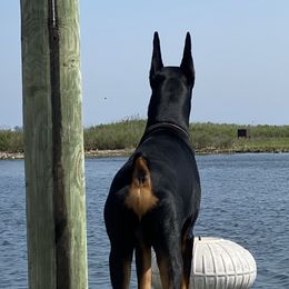 Doberman Pinscher Puppies from Ocean’s Breeze Doberman Pinschers