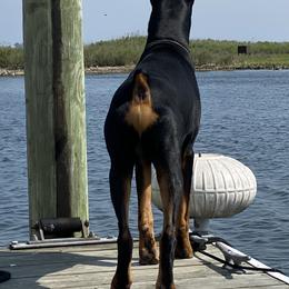 Doberman Pinscher Puppies from Ocean’s Breeze Doberman Pinschers