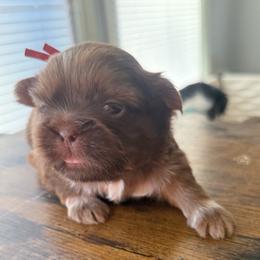 Red - Liver male Shih Tzu puppy in Berkeley Springs, West Virginia from Sandridge Shih Tzus