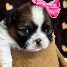 Lucy - Tricolor female Shih Tzu puppy in Claremont, California from Lovable Shih Tzus