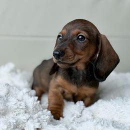 Indy - Red male Dachshund puppy in Crystal, Michigan from Mare-Bella Smoothcoat Edition