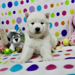 Ice - White male Siberian Husky puppy in Lunenburg, Vermont from SNOW WOOLY HUSKY