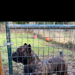 Lola - Cane Corso