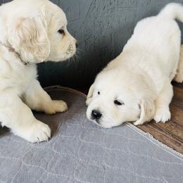 Golden Retriever and Labrador Retriever Puppies from Golden Bundles
