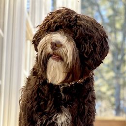 Beso - Australian Labradoodle
