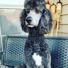 Tux - Poodle