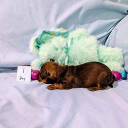 Jack - Red male Dachshund puppy in Jerusalem, Ohio from Twin Hickory Ranch