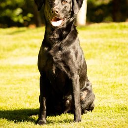 Hank - Labrador Retriever