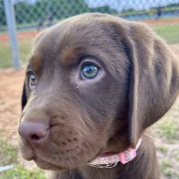 Josie- Ready now! - Chocolate Labrador Retriever puppy in Florida from Deep South Labrador Retrievers LLC
