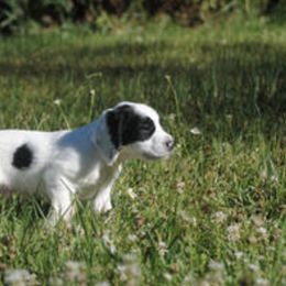 English Cocker Spaniel Puppies from Crack O' Dawn Cockers