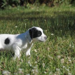 English Cocker Spaniel Puppies from Crack O' Dawn Cockers