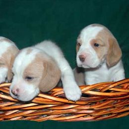 Beagle Puppies from Barrister Beagles