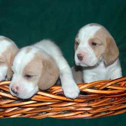 Beagle Puppies from Barrister Beagles