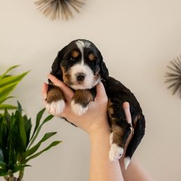 Fig - female Golden Mountain Doodle puppy in New River, Arizona from Sonoran Standard Doodles