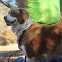 Brandy - Australian Shepherd
