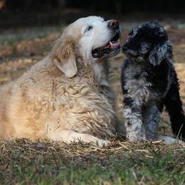 Goldendoodle Puppies from FurEver Friends Doodles