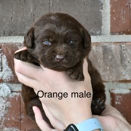 Orange male - Chocolate male Labrador Retriever puppy in Mississippi from Sure Shot English Labs
