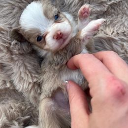 Toy Australian Shepherd Puppies from A&W Toy Aussies & Corgis