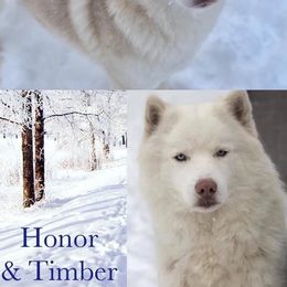 Timber - Siberian Husky