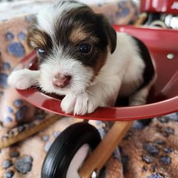 Girl 2 - Chocolate, tan and white female Yorkshire Terrier puppy in Tacoma, Washington from Anks Toys Yorkshire terriers