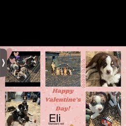 Australian Shepherd Puppies from EJfarms365