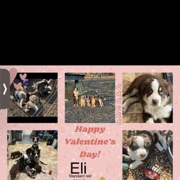 Australian Shepherd Puppies from EJfarms365