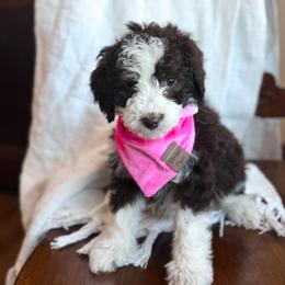 Be Mine - female Australian Mountain Doodle puppy in Iowa from Burkhart Family Puppies