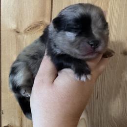 Bubbles - Blue merle female Pomeranian puppy in Sandia, Texas from Broken Arrow Poms