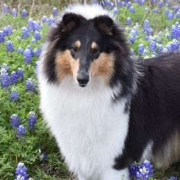Collies from Commander Collies