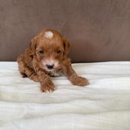 Charlie - Caramel male Australian Labradoodle puppy in Auburn, California from Poodles and Labradoodles breeder