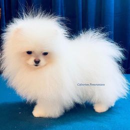 Pomeranian Puppies from Calverton Pomeranians