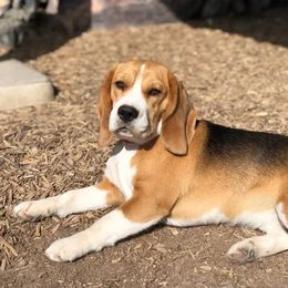 Isabelle - Beagle